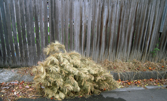 Dead Christmas tree