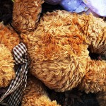 Another dead teddy