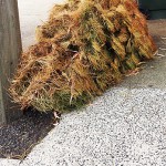 Another dead Christmas tree